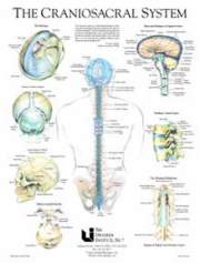 craniosacral_chart_system_picture-24402839_std1.jpg w=700